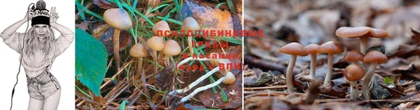 ГАЛЛЮЦИНОГЕННЫЕ ГРИБЫ Покров